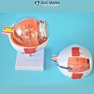 Mô hình giải phẫu mắt, mô hình mắt người, mô hình mắt trưng bày kết hợp giảng dạy