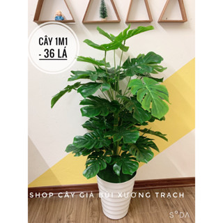 CÂY GIẢ - CÂY TRẦU BÀ LÁ XẺ HÀNG LOẠI ĐẸP DECOR TRANG TRÍ NHÀ