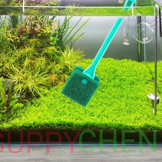 Cây vệ sinh hồ cá 2 mặt - Cây Chà Hồ Cá Hồ Thủy Sinh