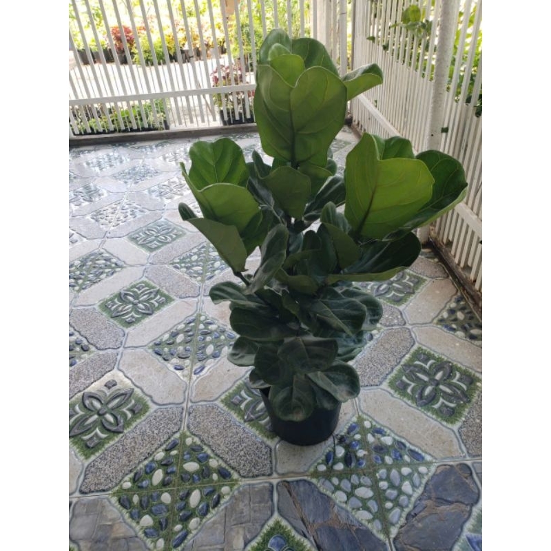 Cây Bàng Singapore  2.3 ngọn (tặng kèm phân bón)