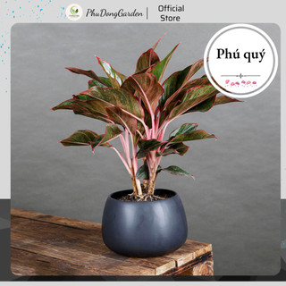 Cây Phú Quý mini để bàn nhiều thân cao 25cm | Cây phong thủy mang lại giàu sang tài lộc cho gia chủ, Lỗi 1 đổi 1