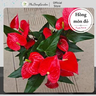  Hoa Hồng Môn Đỏ để bàn cao 40cm màu sắc đỏ tươi | Mang lại may mắn hạnh phúc Lỗi 1 đổi 1 Cây phong thủy 