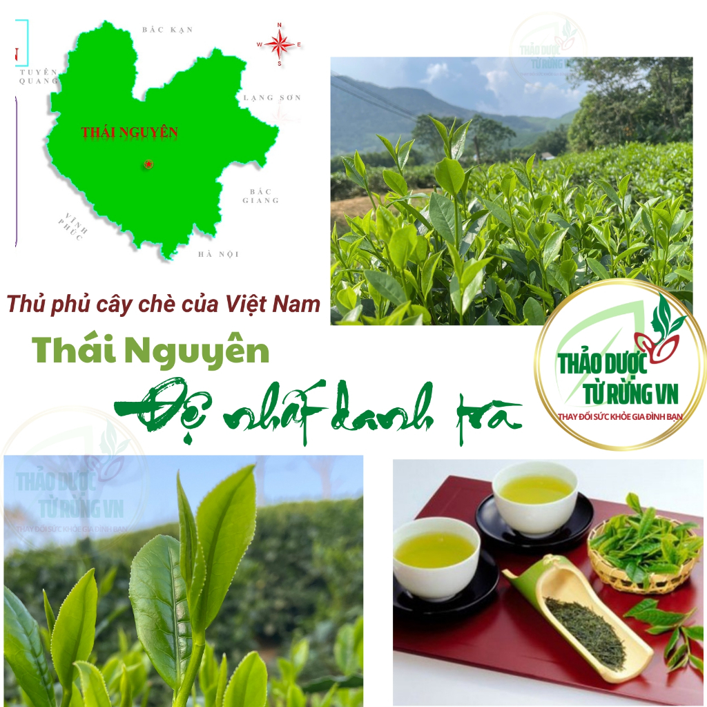 Trà Xanh Thái Nguyên Đệ Nhất Danh Trà 500G Xanh Sạch An Toàn 100% Gốc Chè Thái Nguyên Thảo Dược Từ Rừng VN | BigBuy360 - bigbuy360.vn