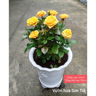 (VHST giao trong ngày) CÂY HOA HỒNG PHÁP, đang hoa.