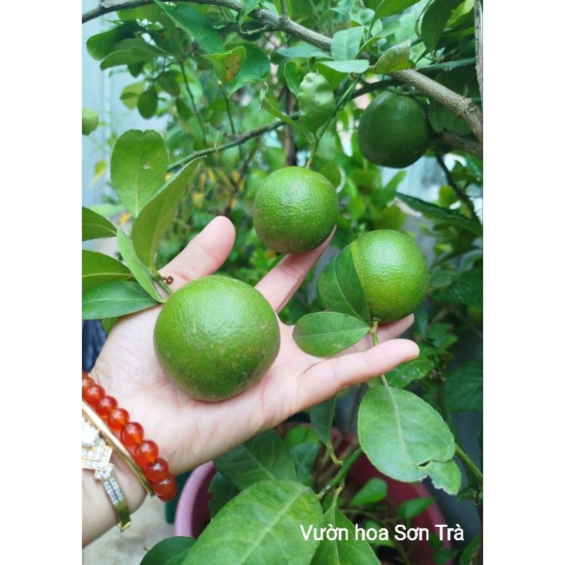 (VHST giao trong ngày) CÂY CHANH TA (TỨ QUÝ) đang hoa/trái.