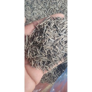 Hạt Hoa Cúc Sao Nhái [1kg ]