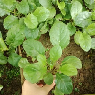 CÚC ĐỒNG T.IỀN ĐỎ LÙN 23 (Mua 10 tặng 1 mini)