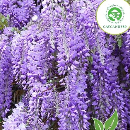 Cây hoa tử đằng leo cuộn (ảnh thật số 2)
