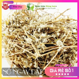 ✅ Cây Nở ngày đất khô sạch (Hỗ Trợ Tiểu Đường, Khắc Tinh Bệnh Gút (Gout))