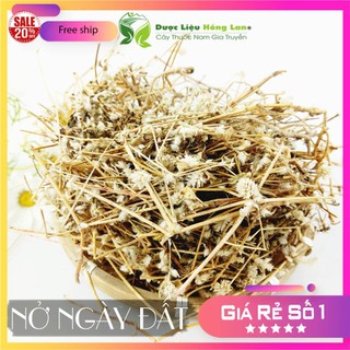 ✅ Cây Nở ngày đất khô sạch (Hỗ Trợ Tiểu Đường, Khắc Tinh Bệnh Gút (Gout))