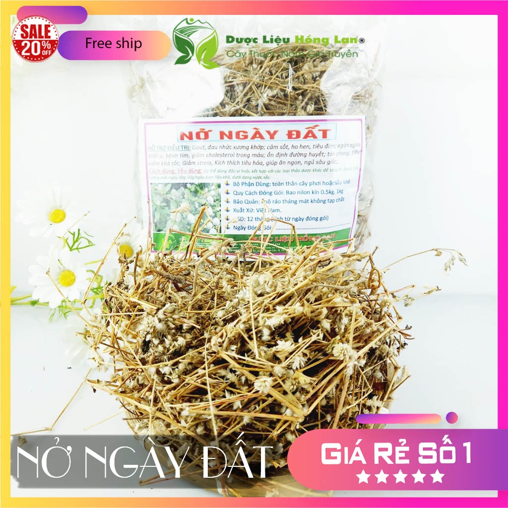 ✅ Cây Nở ngày đất khô sạch (Hỗ Trợ Tiểu Đường, Khắc Tinh Bệnh Gút (Gout))