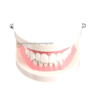 MÔ HÌNH RĂNG GIẢ CAO CẤP - đóng mở có hãm chốt