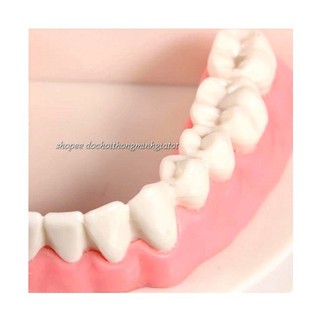 MÔ HÌNH RĂNG GIẢ CAO CẤP - đóng mở có hãm chốt