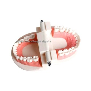 MÔ HÌNH RĂNG GIẢ CAO CẤP - đóng mở có hãm chốt