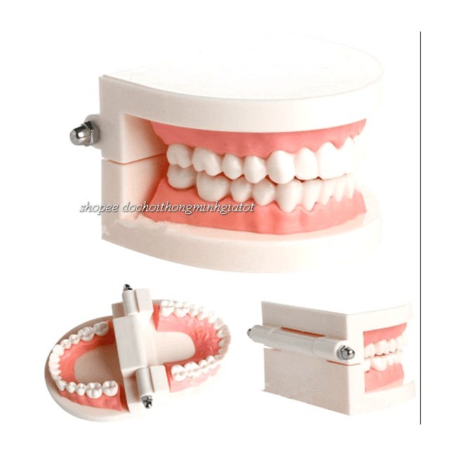 MÔ HÌNH RĂNG GIẢ CAO CẤP - đóng mở có hãm chốt