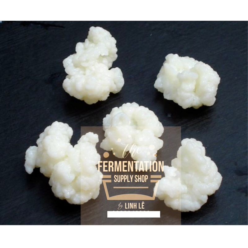 [ĐỘC QUYỀN SIZE TO] Nấm sữa Kefir sữa chua ko cần ủ Milk kefir siêu đẻ-men sữa chua hỗ trợ giảm cân 