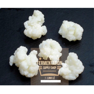   ĐỘC QUYỀN SIZE TO  Nấm sữa Kefir sữa chua ko cần ủ Milk kefir siêu đẻ-men sữa chua hỗ trợ giảm cân siết cân 