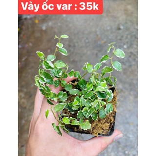 Cây vảy ốc đột biến, vảy ốc trắng ficus pumila