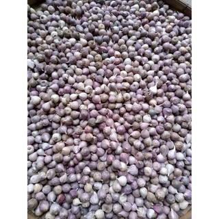 500g - 1kg tỏi cô đơn.