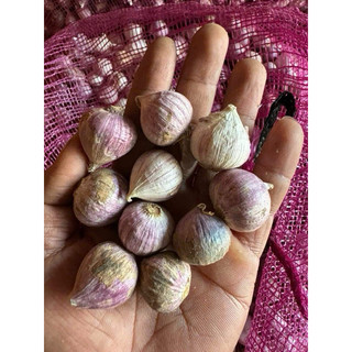 500g - 1kg tỏi cô đơn.