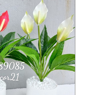 ẢNH THẬT - cây lan ý giả - 50cm