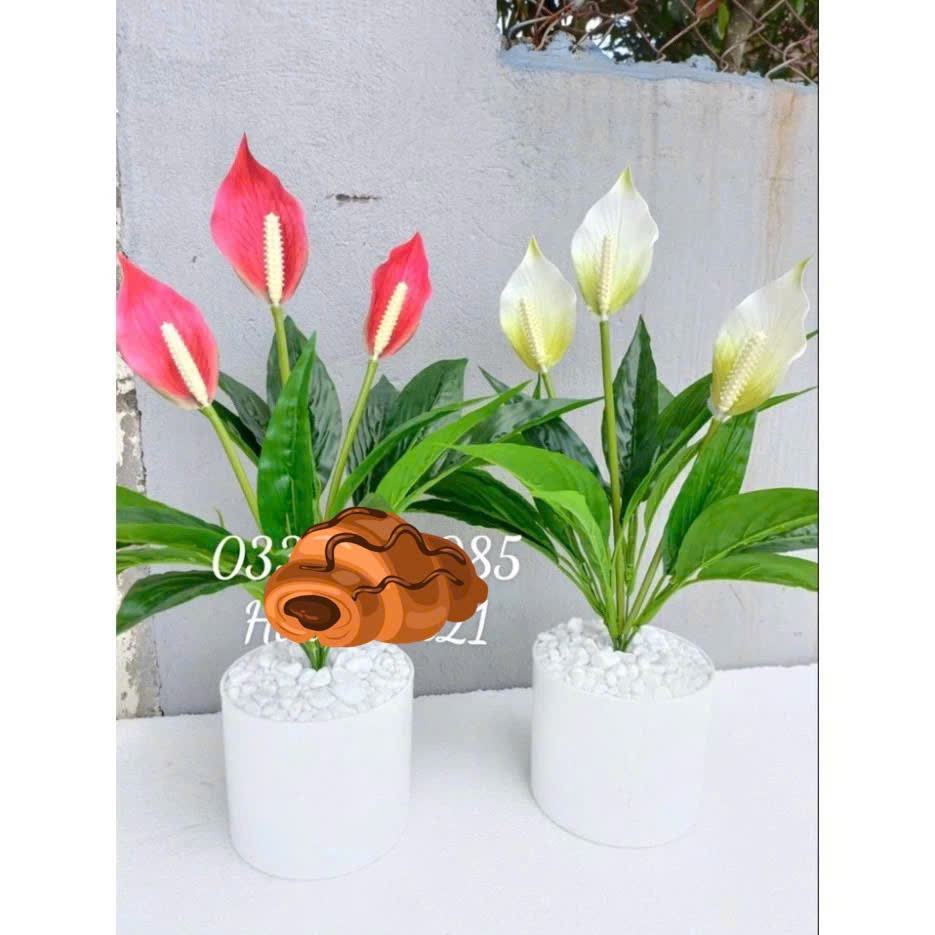 ẢNH THẬT - cây lan ý giả - 50cm
