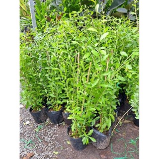 Cúc Tần Ấn Độ, cây che nắng (hỏa tốc HCM)