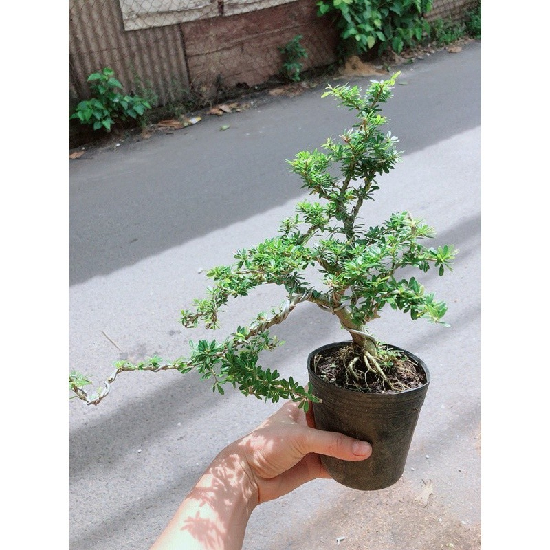 Linh Sam Bonsai