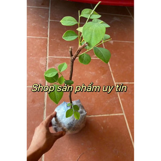 bồ cu vẽ chuẩn giống (cây giống nhanh có trái)