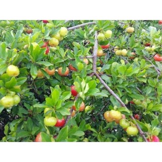Chậu cây giống sơ ri ( cao 60-80cm )