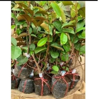 Cây vú sữa bơ hồng ( cao 40-60cm )
