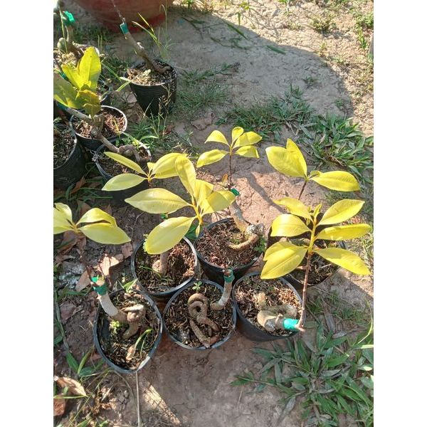 Cây Mai Cành Vàng Lá Ngọc Mini