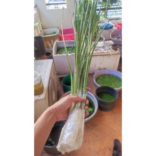 Cỏ Nến [ Bồn Bồn ] 🪴🥰 ☘️ Rau Bồn Bồn 🌾🥦 Mình cắm vào nước vẫn lên và đẻ nhánh nha ae 🥰