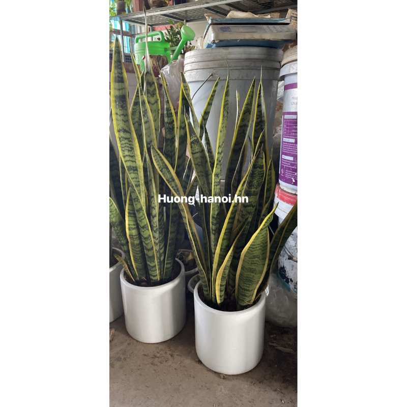Chậu cây lưỡi hổ