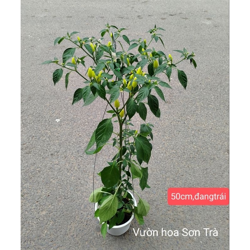 (VHST giao trong ngày) CÂY ỚT NGŨ SẮC đang trái.