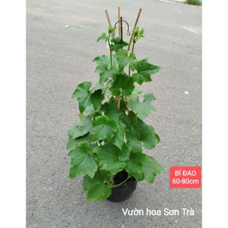   VHST giao trong ngày  CÂY KHỔ QUA BẦU BÍ MƯỚP DƯA LEO. 