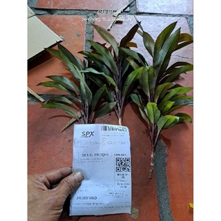 phát tài lá đỏ ( phát tài Hồng Kông)