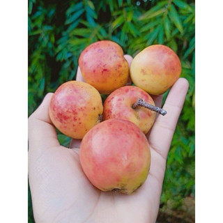 1kg quả táo mèo.