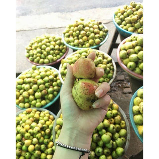 1kg quả táo mèo.