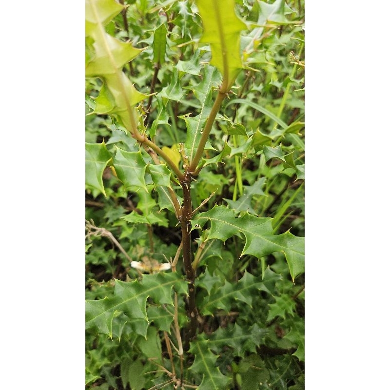 Cây ô rô khô 1kg giá rẻ