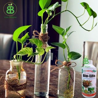 Dung Dịch Thủy Canh Bio Life, Chuyên Cho Cây Thủy Sinh, Cây trồng thủy, Trồng Trong Nước Vuonbabylon - Chai 1L