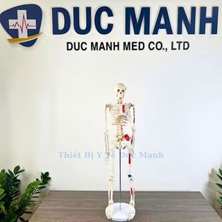 Mô hình xương người 85cm, mô hình bộ xương người 85cm, mô hình bộ xương