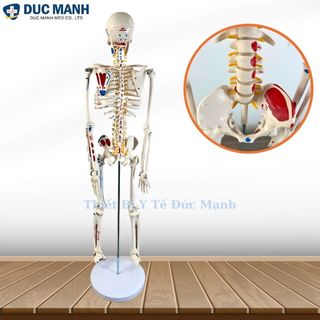 Mô hình xương người 85cm, mô hình bộ xương người 85cm, mô hình bộ xương
