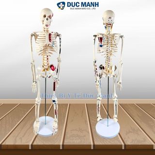 Mô hình xương người 85cm, mô hình bộ xương người 85cm, mô hình bộ xương