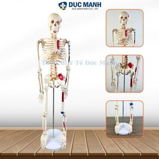 Mô hình xương người 85cm, mô hình bộ xương người 85cm, mô hình bộ xương
