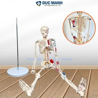 Mô hình xương người 85cm, mô hình bộ xương người 85cm, mô hình bộ xương