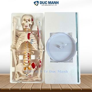 Mô hình xương người 85cm, mô hình bộ xương người 85cm, mô hình bộ xương