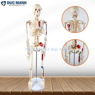 Mô hình xương người 85cm, mô hình bộ xương người 85cm, mô hình bộ xương