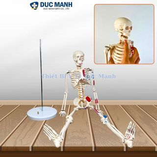 Mô hình xương người 85cm, mô hình bộ xương người 85cm, mô hình bộ xương