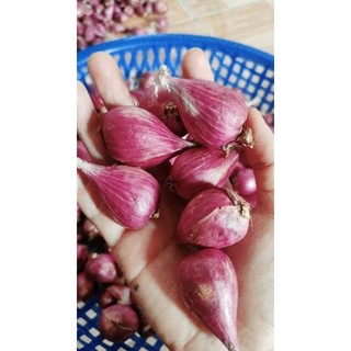 Hành Lý Sơn Túi 1kg